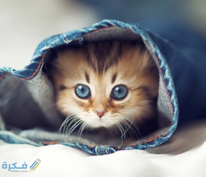أسماء حيوانات أليفة إناث 1 IMG ٢٠٢٠٠٩١٥ ٢١٠١١٥
