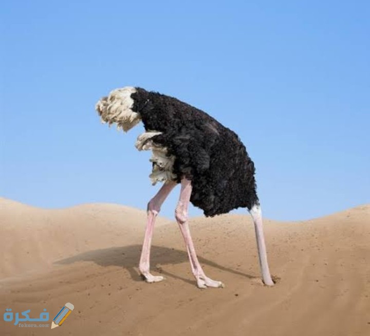لماذا تدفن النعامة رأسها في الرمال ؟ 1 IMG ٢٠٢٠٠٩١٦ ٢٠١١٢٣