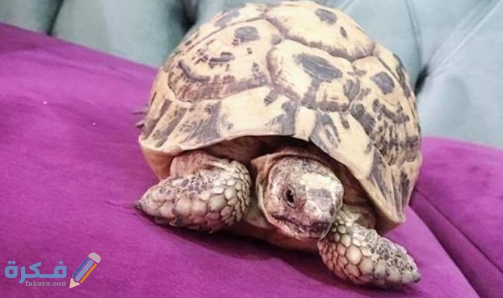 لماذا تدفن السلحفاة نفسها ؟ 1 IMG ٢٠٢٠٠٩١٦ ٢٠١١٥٣