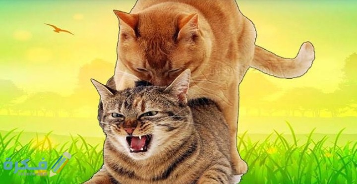 لماذا تبكي القطط اثناء التزاوج 1 IMG ٢٠٢٠٠٩١٧ ١٨٤٥٣٧