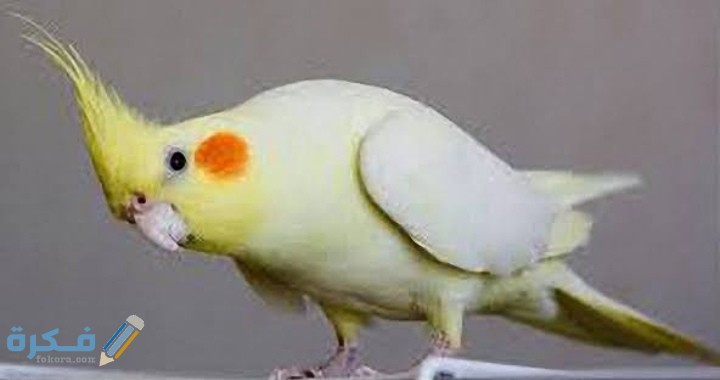 متى تبيض طيور الكوكتيل 1 IMG ٢٠٢٠٠٩١٩ ٠٠٣٠٠١