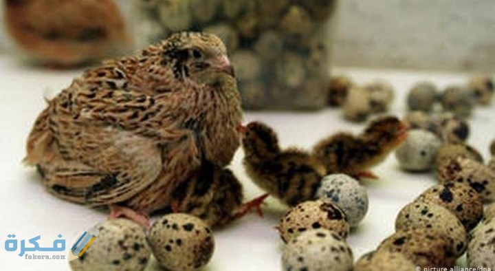 متى تبيض طيور السمان بعد التزاوج 1 IMG ٢٠٢٠٠٩١٩ ١٤٥٢٢٤