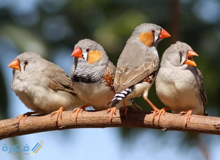متى تبيض طيور الزيبرا بعد التزواج 1 IMG ٢٠٢٠٠٩١٩ ١٤٥٣١٥