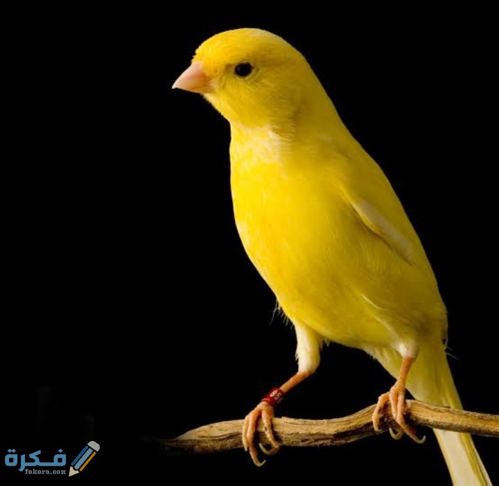 متى تبيض طيور الكناري بعد التزاوج 1 IMG ٢٠٢٠٠٩١٩ ١٤٥٣٢٢