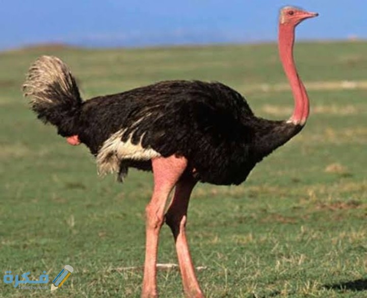 ما هو اكبر طائر في العالم ؟ 1 IMG ٢٠٢٠٠٩٢١ ٢١٥٤١٩