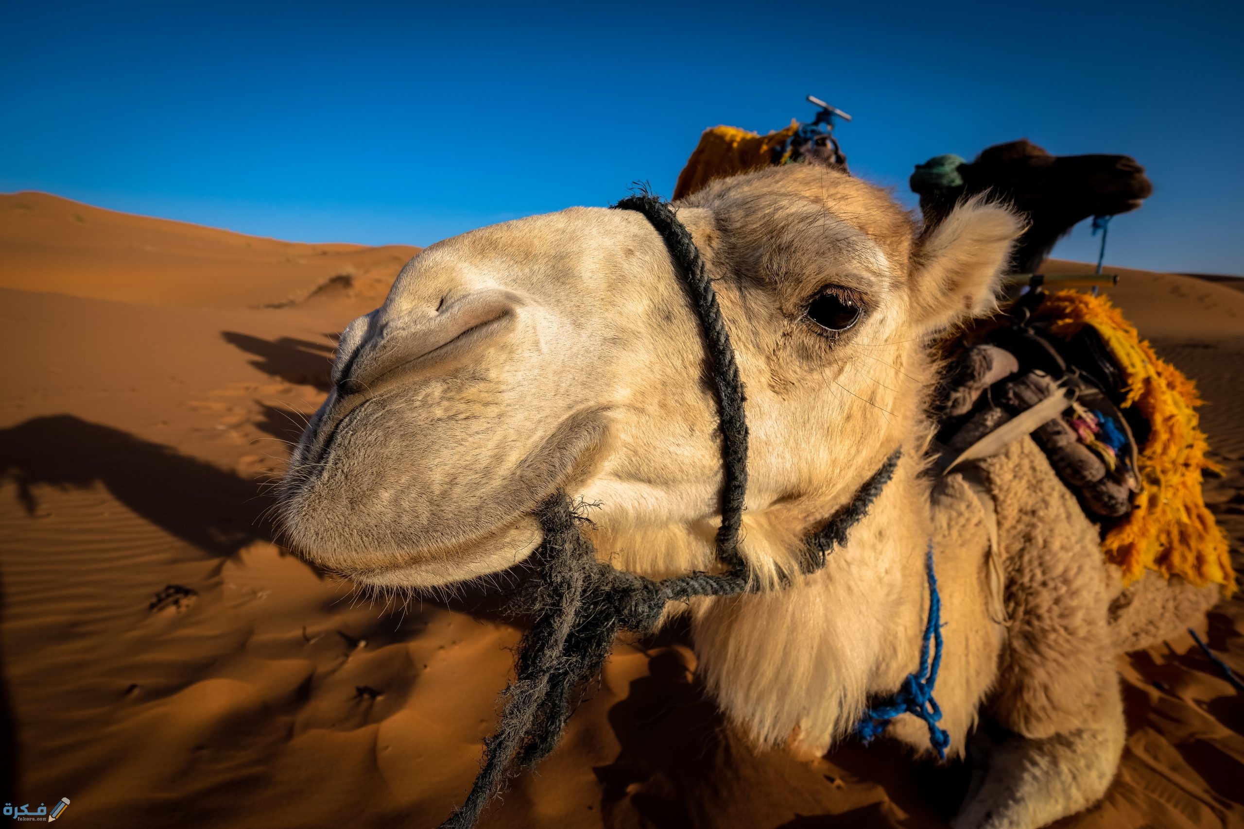 تفسير حلم الإبل لابن سيرين 1 pexels francesco ungaro 998639 scaled