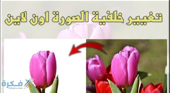 احسن مواقع تغيير خلفية الصورة وجعلها شفافة اون لاين 2025 1 IMG ٢٠٢٠١٠١٦ ٢٠٢٥٠٨