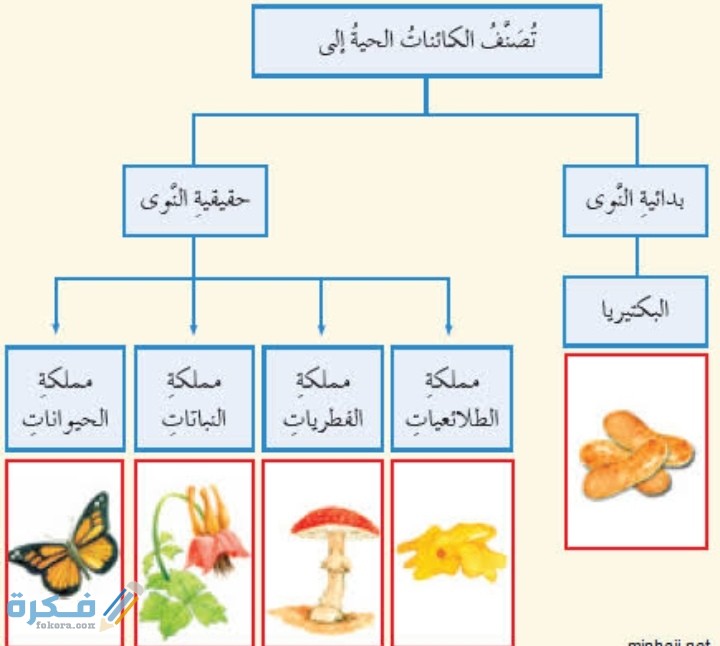 المستوى التصنيفي الذي يصف أكبر عدد من مجموعات المخلوقات الحية يسمى 1 IMG ٢٠٢٠١٠٢٢ ٢١٤٧١٢