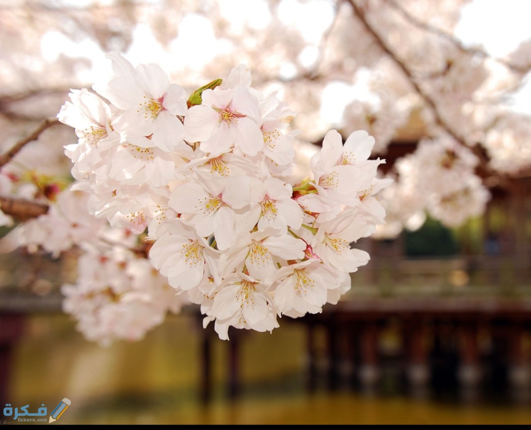 صور خلفيات لابتوب عالية الدقة HD 2025 1 IMG ٢٠٢٠١٠٢٣ ١١٥٩٥٨ 1