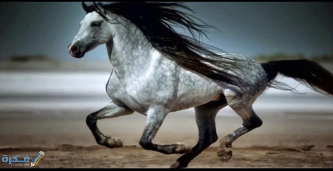 صور خلفيات خيول بيضاء وسوداء 2025 1 IMG ٢٠٢٠١٠٢٧ ١٤٠٥٣١