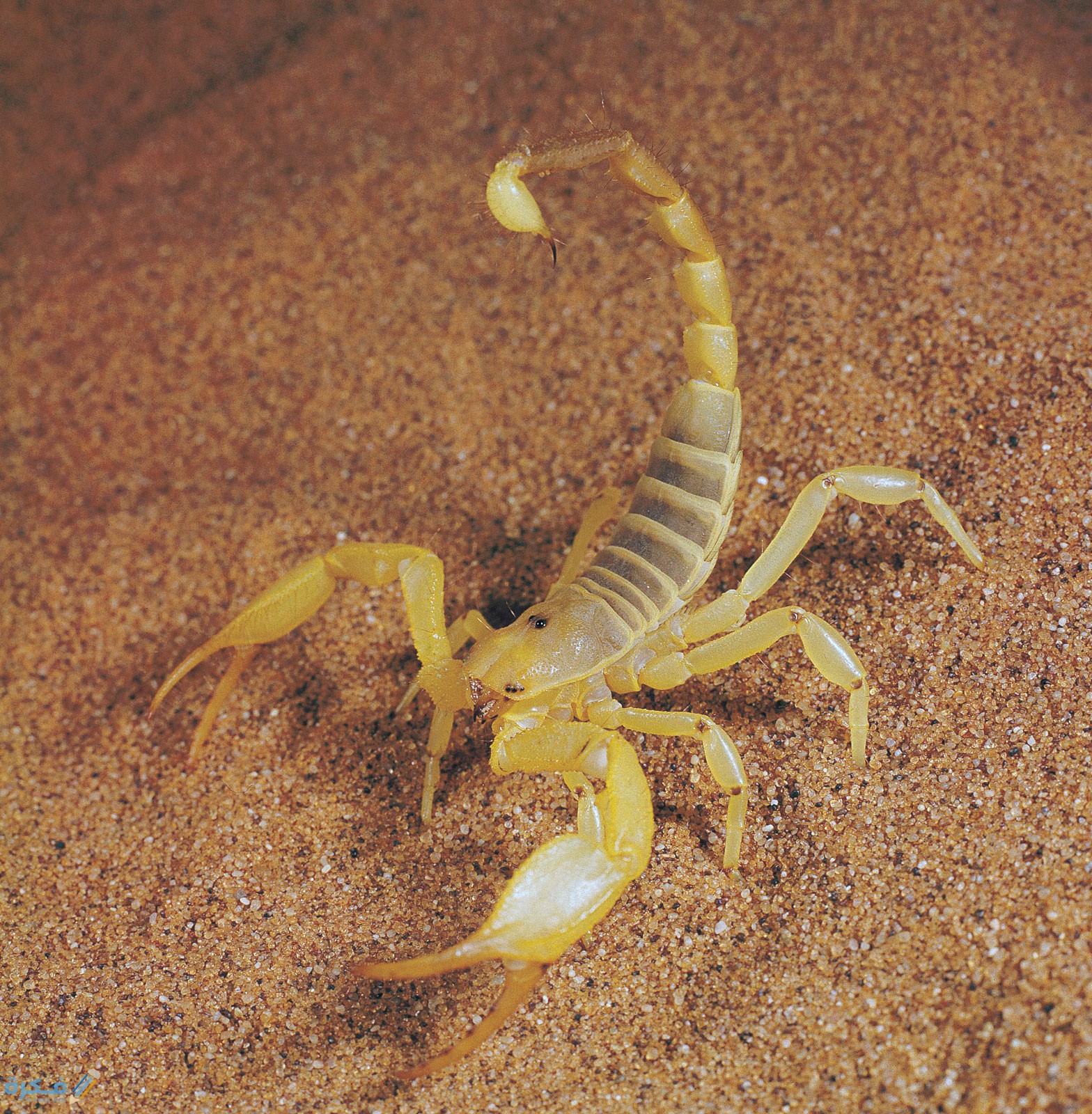 قتلت عقرب في المنام 1 Scorpion