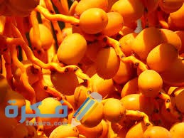 تفسير حلم رؤية البلح الأصفر 1 images 14