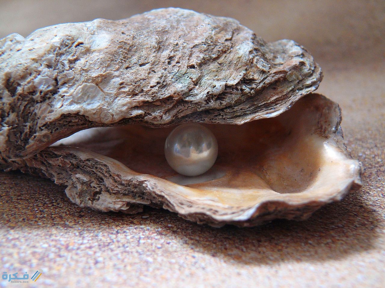 تفسير حلم رؤية استخراج اللؤلؤ من المحار 1 pearl