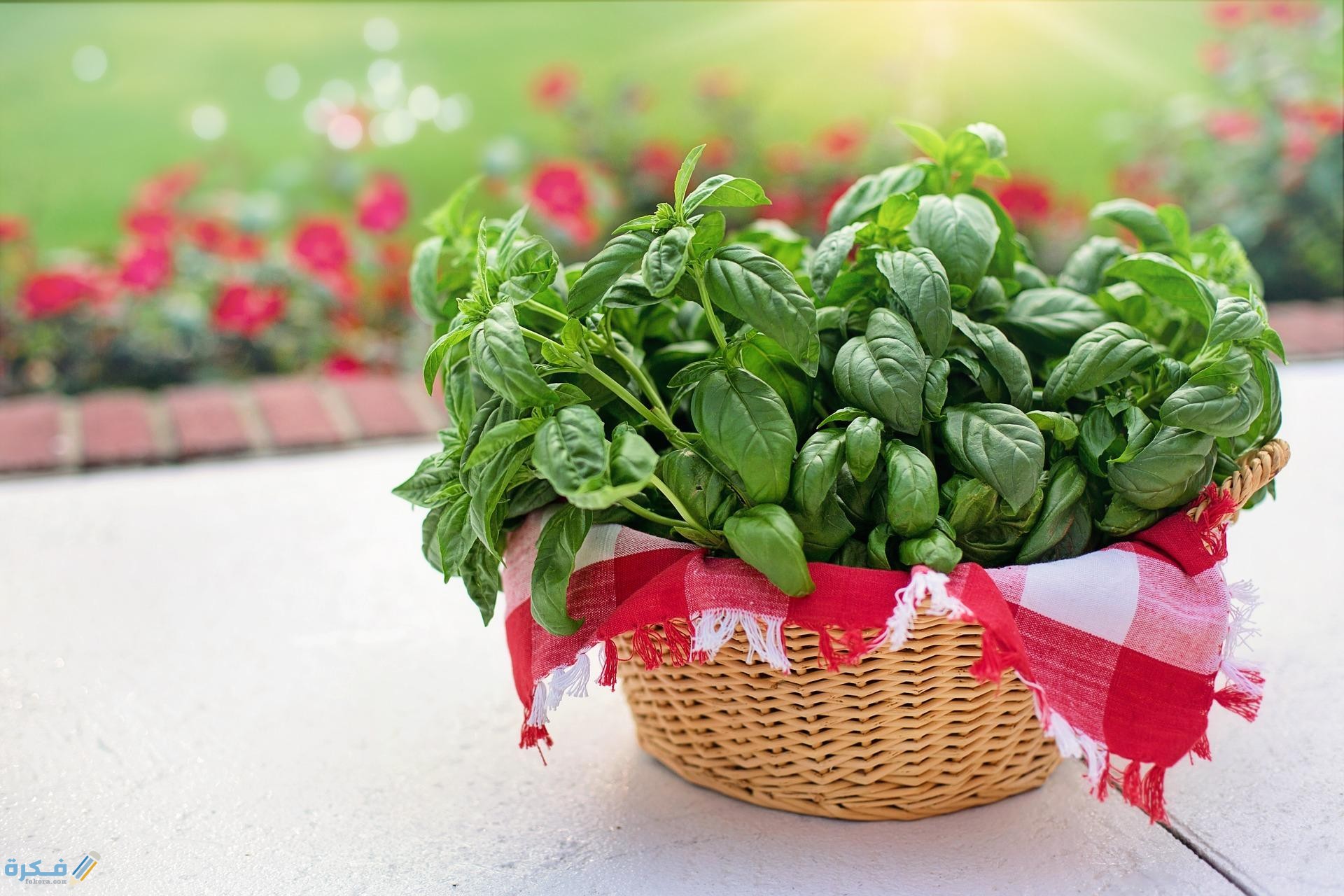 تعلم شرح خطوات زراعة الريحان في المنزل بالصور 2025 1 basil 3507984 1920