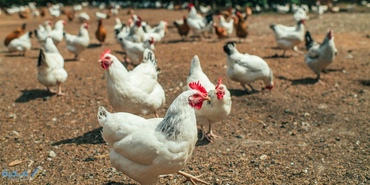 علاج الإسهال البني عند الفراخ البيضاء بالأدوية والأعشاب 1 hens