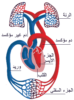 من هو مكتشف الدورة الدموية ؟ ويليام هارفي 1 medium 11737785021