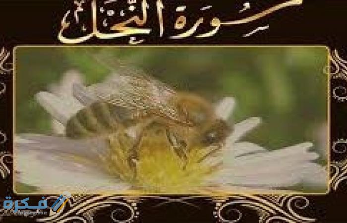فضل قراءة سورة النحل 1 medium 2020 04 01 b8e4de43ac