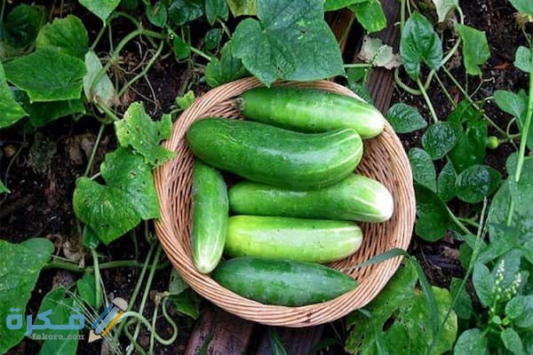 شرح خطوات زراعة الخيار بالصور 1 الخيار 7