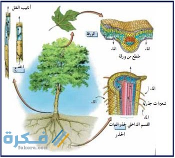 تمتاز بعض النباتات بجذور لا تلامس الأرض أبدا وهي جذور 1 تمتاز بعض النباتات بجذور لا تلامس الأرض أبدا وهي جذور