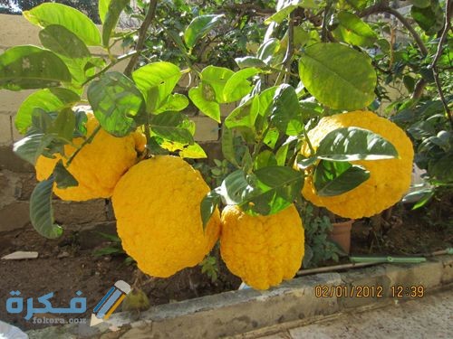 الاترجة والريحانة والحنظلة كلها من النباتات الطبية 1 الاترجة والريحانة والحنظلة كلها من النباتات الطبية