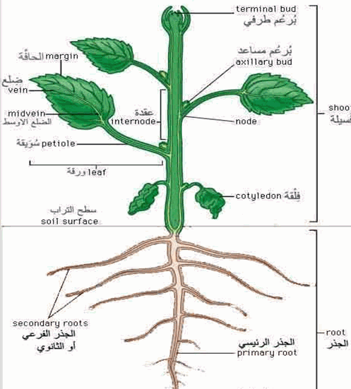 عملية الاستجابة تساعد النبات على صنع غذائها بنفسها 1 5906 imgcache