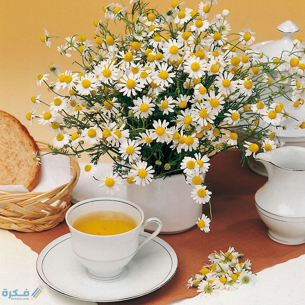 فوائد البابونج للتخسيس والرجيم ولتنحيف البطن هل حقيقية ؟ 1 780252