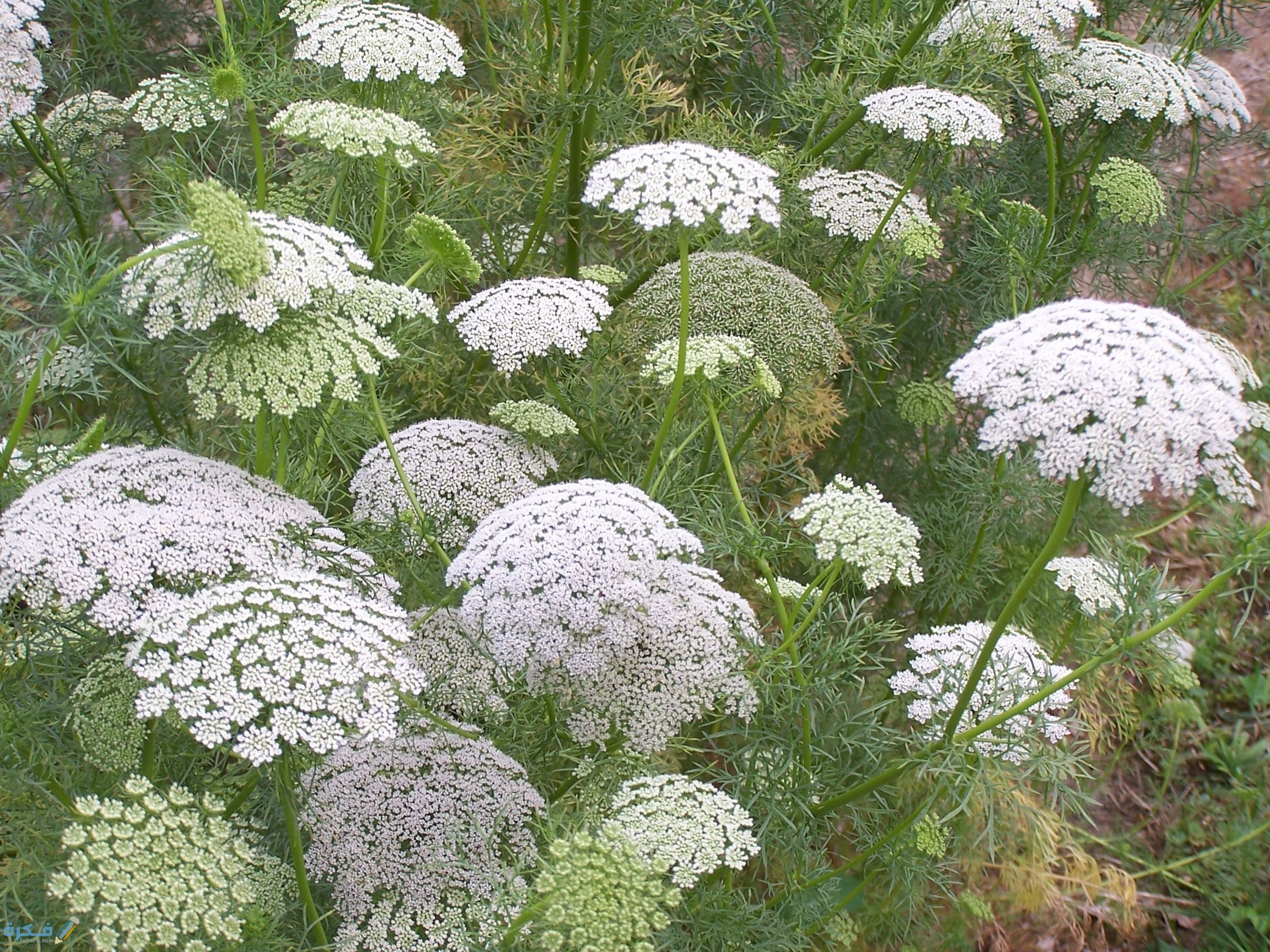 فوائد واضرار عشبة النخوة 1 Ammi visnaga 4 1