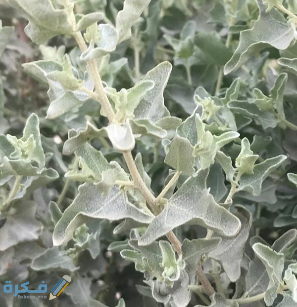 فوائد واضرار نبات القطف : اكثر من 5 فوائد مذهلة 1 C TBnYWUwAAt6rn