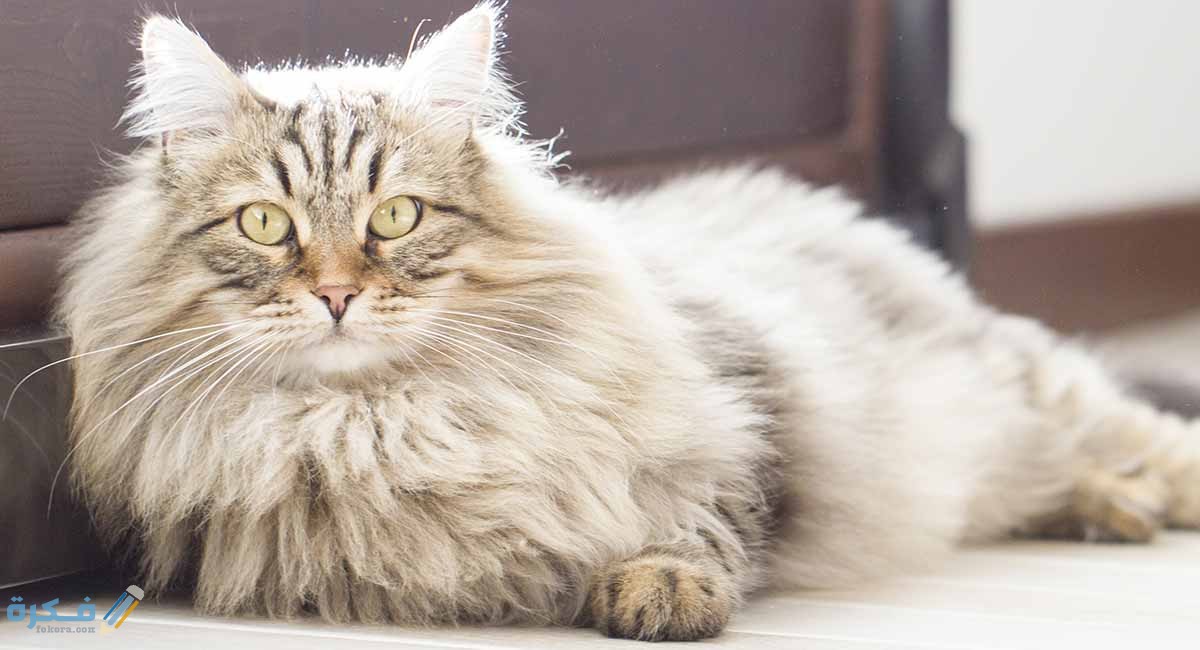 اجمل اسماء قطط ذكور 1 Do Male Cats Have Nipples HC long