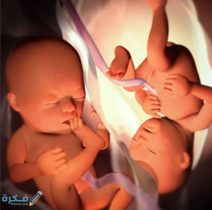 متى يظهر الحمل بتوأم بالسونار 1 IMG ٢٠٢٠١٢٠٢ ٠١٣٧٠٧