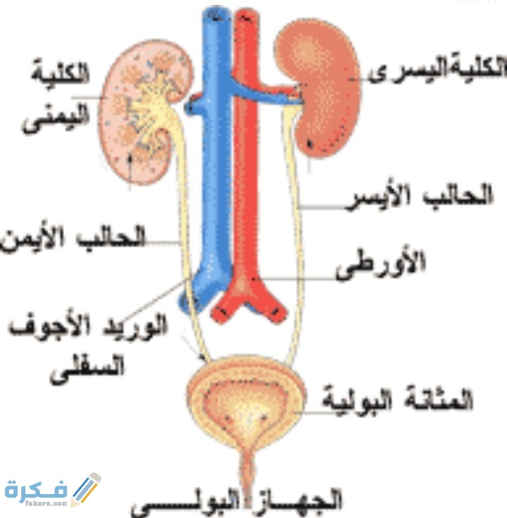 من أعضاء الإخراج الرئيسة في الجسم 1 IMG ٢٠٢٠١٢٠٩ ٠٢٤٢١٦
