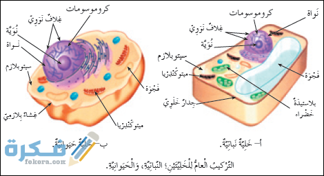 الخلية هي أكبر جزء في الكائن الحي وهو غير قادر على الحياة 1 الخلية هي أكبر جزء في الكائن الحي وهو غير قادر على الحياة
