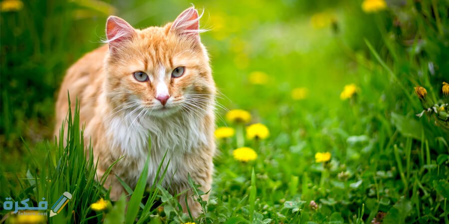 أجمل 1000+ اسم من اسماء قطط اناث ومعانيها 2025 1 WBCL web 2014 blog outdoor cat safe