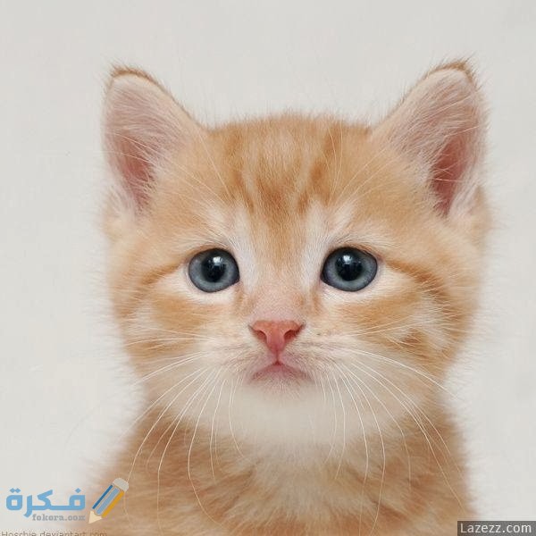 أجمل اسماء قطط شقية ومعانيها 2025 1 cute cats innocent face