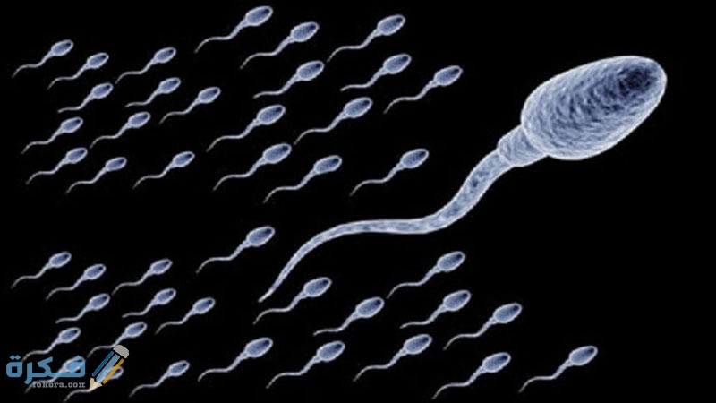 وضح حركة الحيوان المنوي عبر الجهاز التناسلي الذكري 1 most important 4 methods treatment poor sperm movement phenomenon