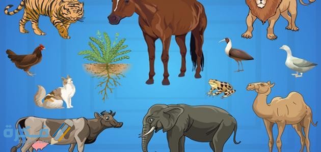 العوامل الموجودة في بيئة المخلوق الحي 1 تؤثر الكائنات الحية على حياتنا 1