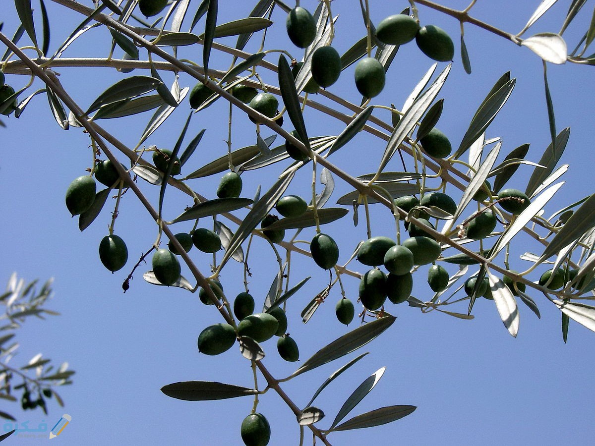 متى تثمر شجرة الزيتون بعد غرسها ؟ 1 1200px Olive branch