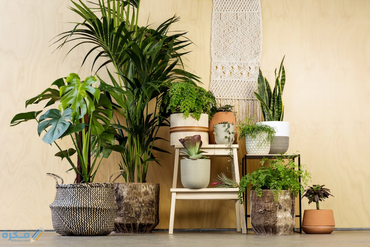 اسماء نباتات الزينة الداخلية وطرق العناية بها 1 47 103407 types home plants how care 2