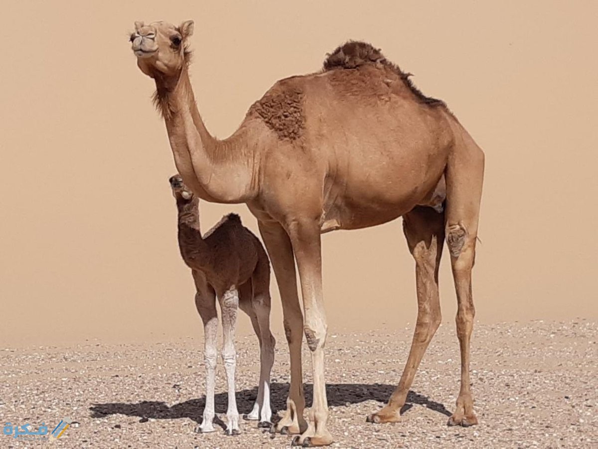 اسم ابن الناقة ماذا يسمي ؟ 1 EVlETDRWsAAKzsd