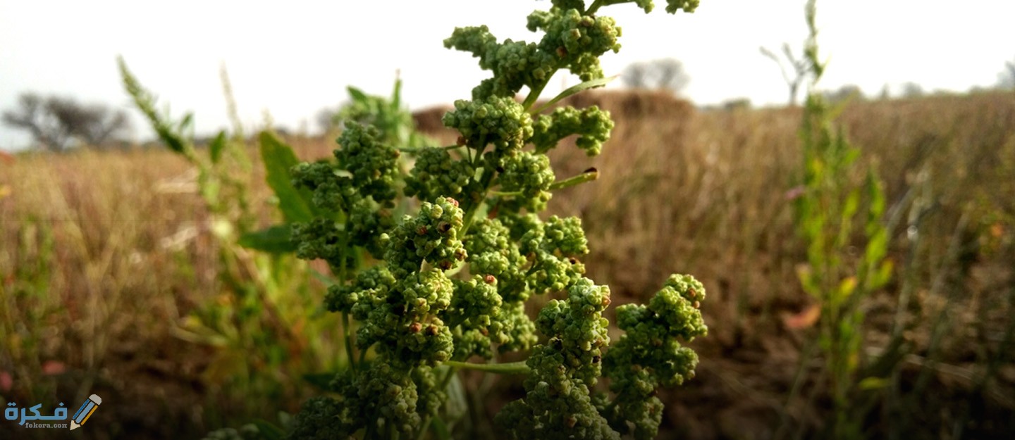اسماء النبات الطبيعي في الوطن العربي 1 Plants in UAEAR200420207