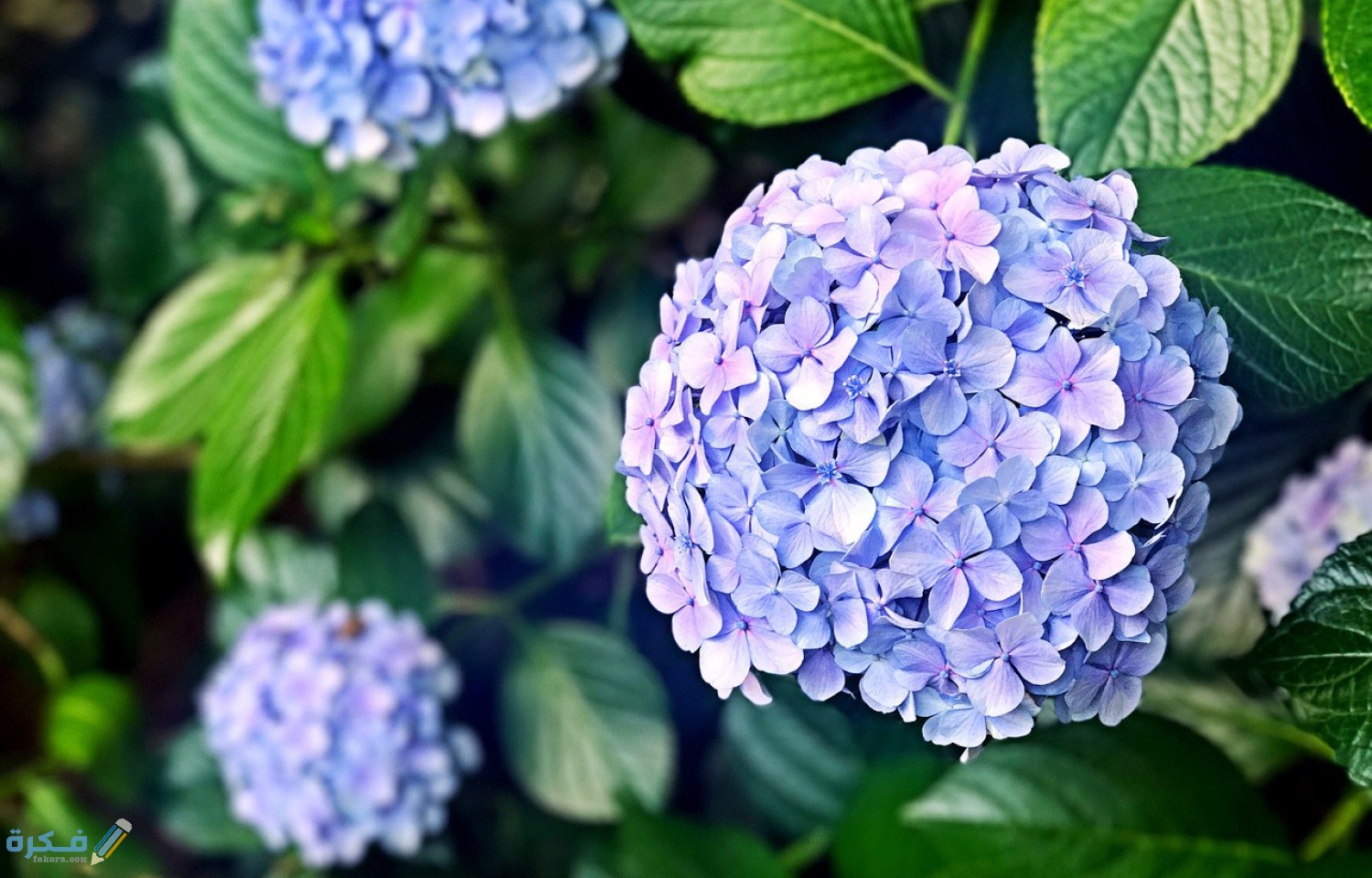 اسماء اندر انواع الورود او الزهور 1 hydrangea 2404802 1280