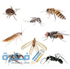 اسماء الحشرات المنزلية الصغيرة جدا 1 طرق مكافحه الحشرات المنزليه