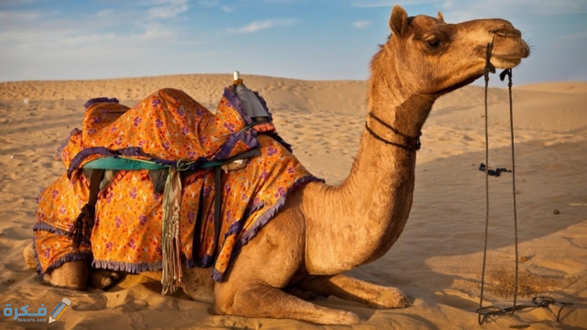 أسماء الجمل في اللغة العربية 1 سنام للجمل العربي