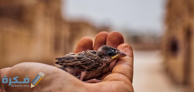 محاضرة عن آثار رحمة الله على عباده مكتوبة 1 الرحمة في الإسلام