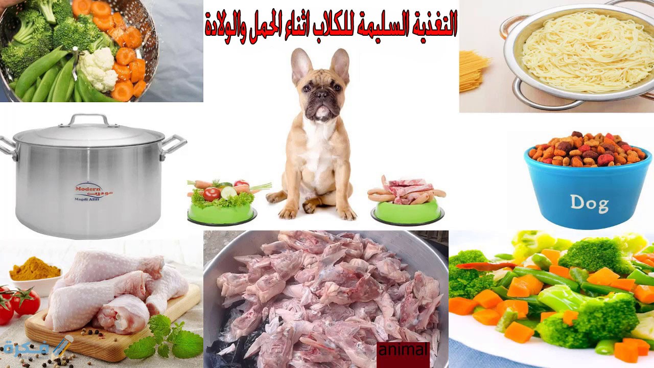 جدول تغذية الكلاب أثناء الحمل وبعد الولادة 1 التغذية اثناء الحمل