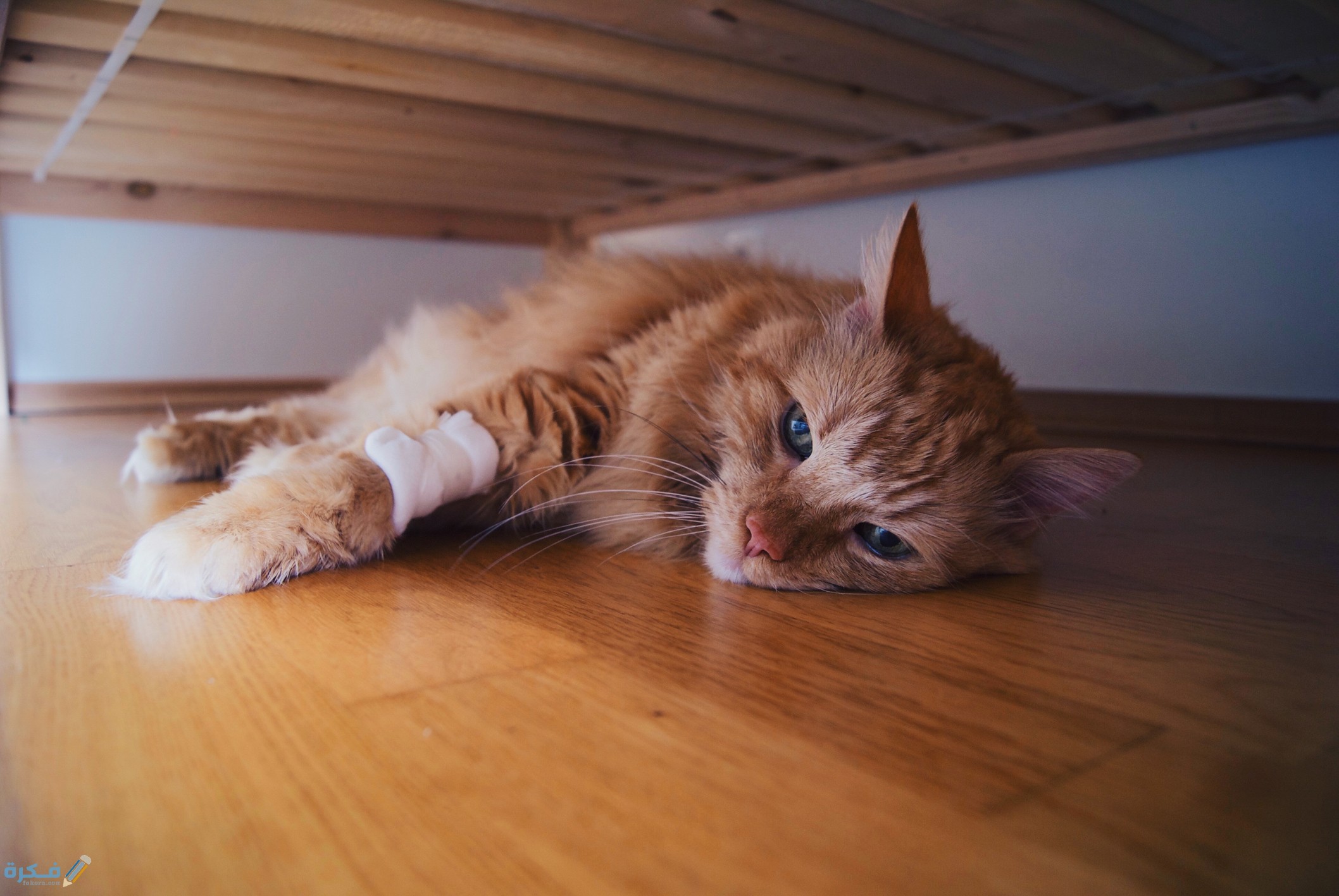 أعراض موت القطط وأسبابه 1 214162 2116x1417 sickcat2