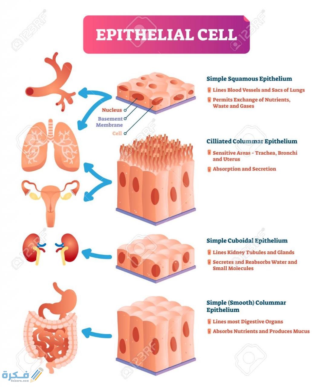 معنى epithelial cells في تحليل البول 1 2435