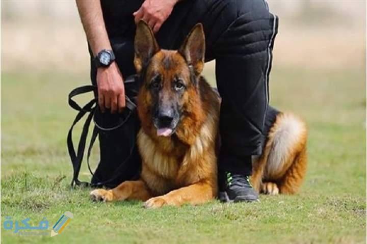 ما حكم تربية الكلاب في المنزل و مخالطته للإنسان ومن المسموح له باقتنائه 1 حكم تربية الكلاب في المنزل و مخالطته للإنسان ومن المسموح له باقتنائه