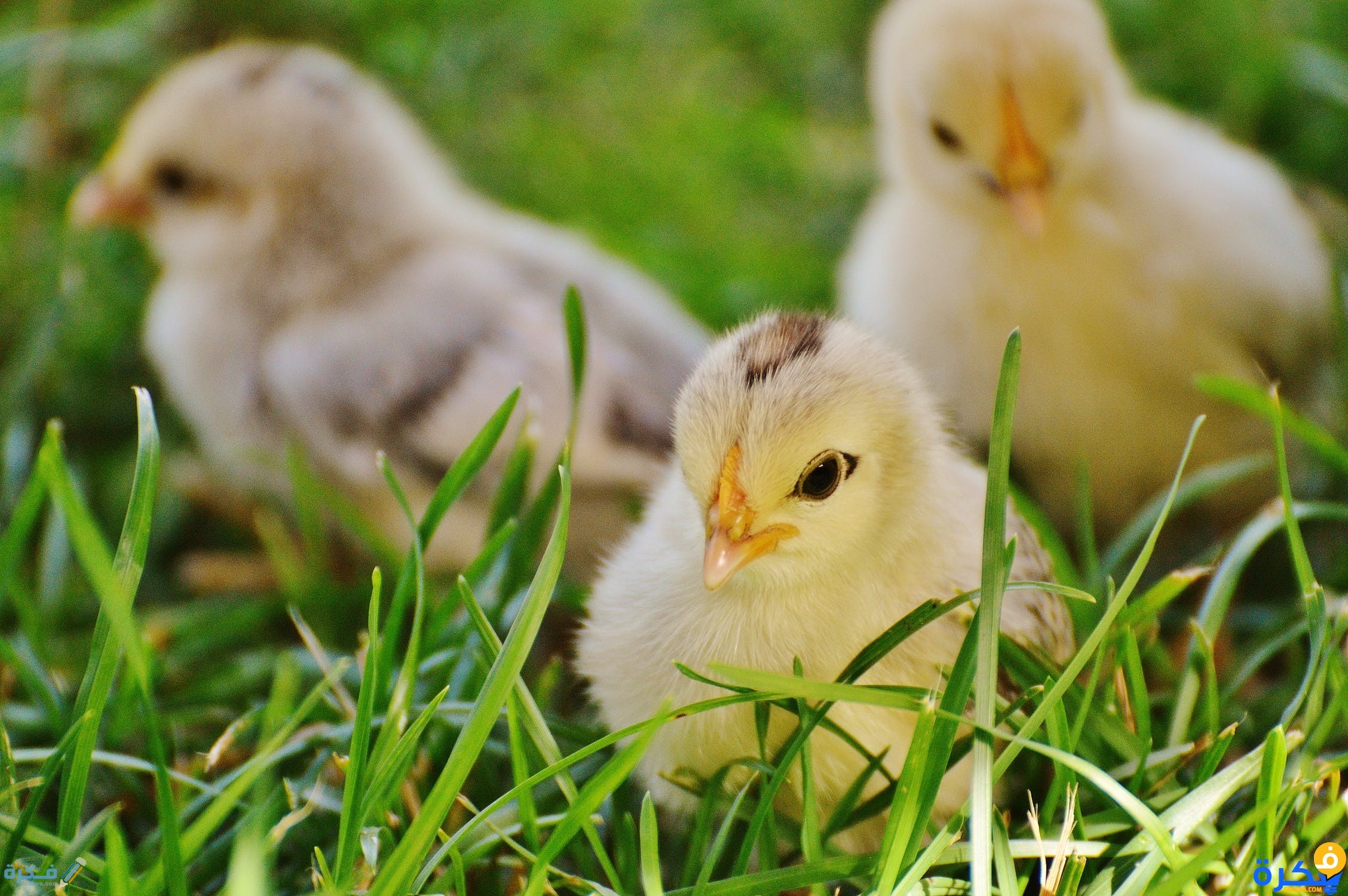 تفسير رؤية الكتاكيت السوداء في المنام 1 chicks chicken small poultry 162164