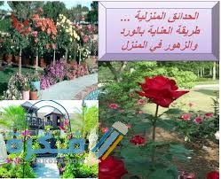 كيف تعتني بالورد بالخطوات 1 ري الورد وتسميده